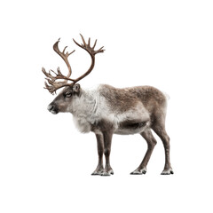 Obraz premium Majestic Reindeer with Large Antlers Against Black Background