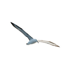 Obraz premium Antarctic Petrel in Flight, Isolated on Black Background