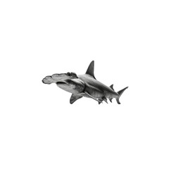 Fototapeta premium Majestic Hammerhead Shark in Monochrome A Powerful Underwater Image