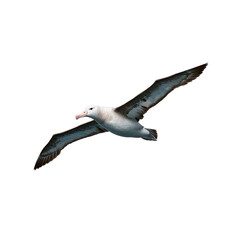 Majestic Albatross in Flight Against Black Background