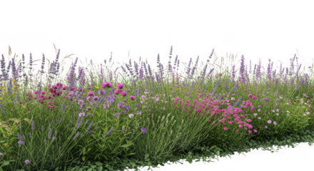 A lush border of lavender and pink flowers with green foliage, isolated on transparent background