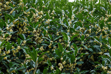 Osmanthus fragrans blooming in the park