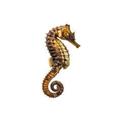 Obraz premium Striking Studio Shot of a Single Seahorse against Black Background