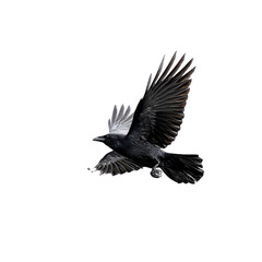 Naklejka premium Majestic Raven in Flight Against a Black Background