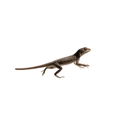 Naklejka premium Side Profile of a Brown and Grey Lizard in Motion Against a Black Background