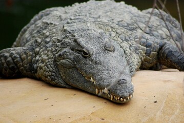 Portrait of crocodile