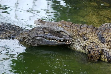 Portrait of crocodile