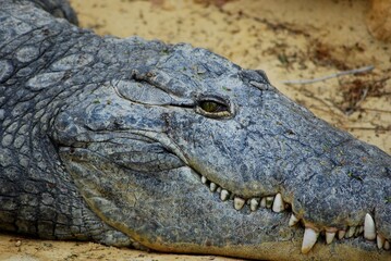 Obraz premium Portrait of crocodile