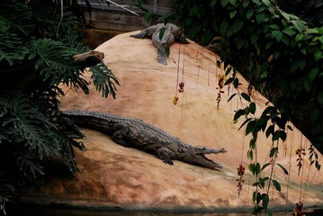 Portrait of crocodile