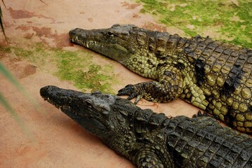 Portrait of crocodile
