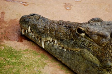 Portrait of crocodile