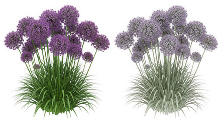 Two clusters of purple allium flowers with tall green stems and grassy foliage, isolated on transparent background