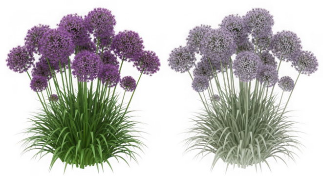 Two clusters of purple allium flowers with tall green stems and grassy foliage, isolated on transparent background