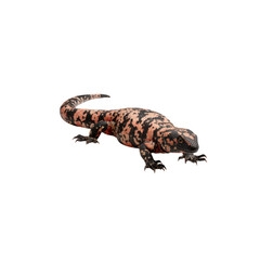 Fototapeta premium Gila Monster (Heloderma suspectum) - Close-up of a vibrant reptile on black background