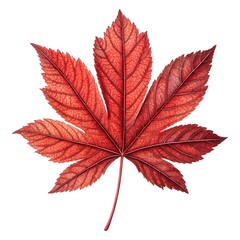 Red Bloodwood Leaf Strong and Distinctive Eucalyptus Leaf with Deep Green Hue and Smooth Elongated Form Emphasizing Natural Resilience, Woodland Character, and Fresh Simplicity on White Background