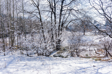 Snowy field and trees in winter
