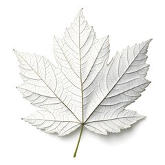Obraz premium White Ironbark Leaf Bold and Elegant Tree Leaf with Deep Green Shade and Strong Vein Structure Symbolizing Natural Resilience, Woodland Strength, and Organic Freshness on a White Background