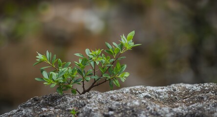 Sprout of Life Emerging. Green Leaves on Gray Rock, Blurred Background Serenity.