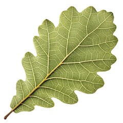 Canyon Live Oak Leaf Strong and Elegant Oak Leaf with Rich Green Hue and Firm Defined Shape Evoking Natural Strength, Classic Woodland Beauty, and Organic Freshness on a Pure White Background