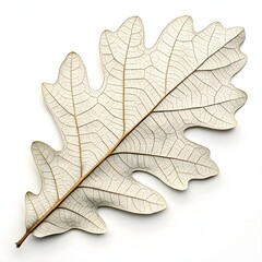 Fototapeta premium Mexican White Oak Leaf Elegant and Distinctive Oak Leaf with Smooth Lobes and Rich Green Hue Highlighting Natural Beauty, Strength, and Organic Simplicity on a Bright White Background
