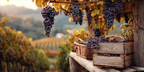 Bountiful Grape Harvest: A Beautiful Vineyard Scene with Lush Grapes Hanging from Vines and Rustic Baskets Ready for Picking in a Picturesque Setting