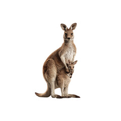 Mother Kangaroo with Joey in Pouch - Australian Wildlife