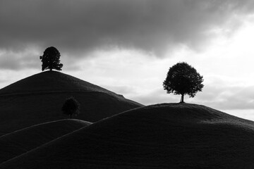 black and white picture of the drumlins - moraine hills with a linden tree on the top