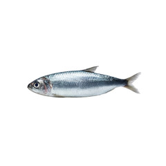 Obraz premium Fresh Single Sprat Fish Isolated on Black Background