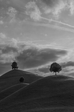 black and white picture of the drumlins - moraine hills with a linden tree on the top