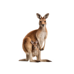 Red Kangaroo Mother with Joey in Pouch - Australian Wildlife