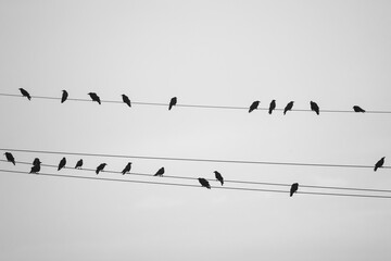 black and white picture of the silhouette of crows on power lines