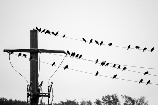 black and white picture of the silhouette of crows on power lines