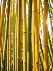 Obraz premium A Close-Up View of Golden Bamboo Stalks Bathed in Warm Sunlight, Creating a Visually Appealing and Texturally Rich Background
