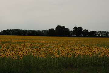 Obraz premium Field of sunflowers