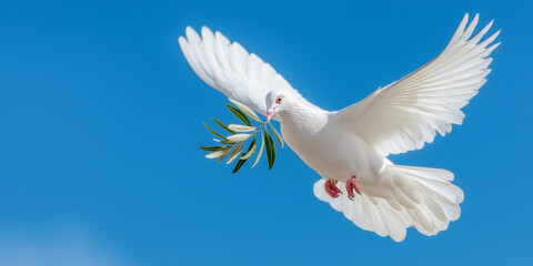Obraz premium White dove flying with olive branch clear blue sky peace