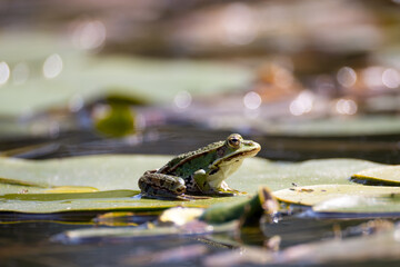 pond frog sits on the leaf of a water lily