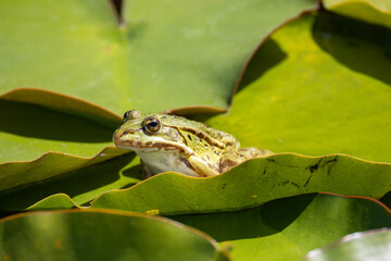 pond frog sits on the leaf of a water lily