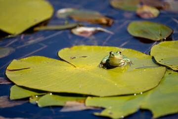 pond frog sits on the leaf of a water lily