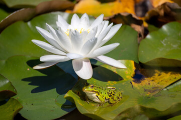 a frog next to the white blossom of a water lily