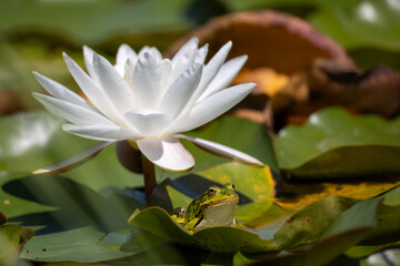 a frog next to the white blossom of a water lily