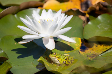 a frog next to the white blossom of a water lily