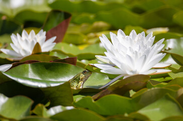 a frog next to the white blossom of a water lily