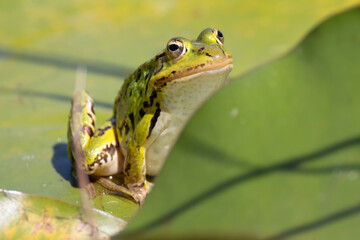 pond frog sits on the leaf of a water lily