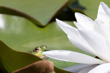 pond frog sits next to the white blossom of a water lily