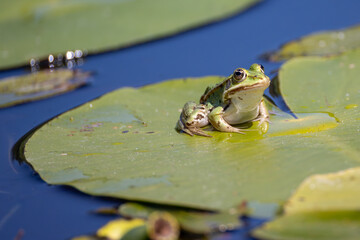 pond frog sits on the leaf of a water lily