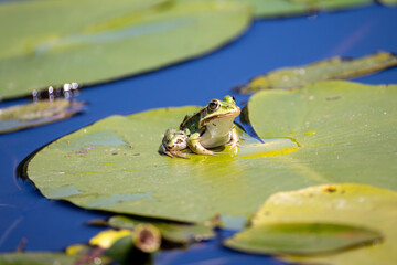 pond frog sits on the leaf of a water lily