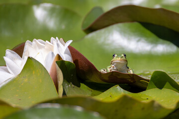 pond frog sits next to the white blossom of a water lily