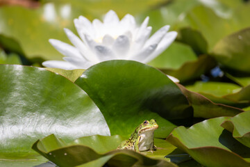pond frog sits next to the white blossom of a water lily