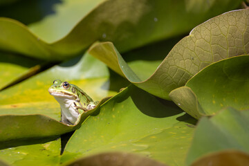 pond frog sits on the leaf of a water lily
