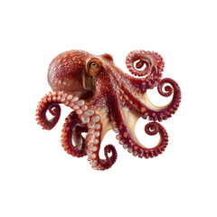 Obraz premium Vibrant Red Octopus with Tentacles Curled, Isolated on Black Background